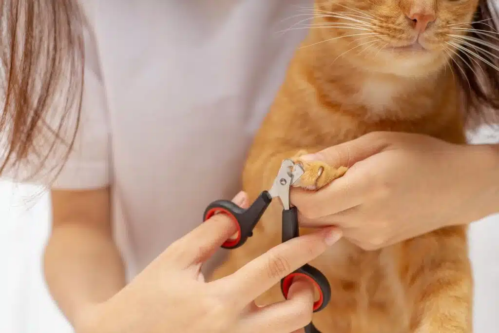 Coupe des griffes d'un chat avec un coupe-griffes adapté