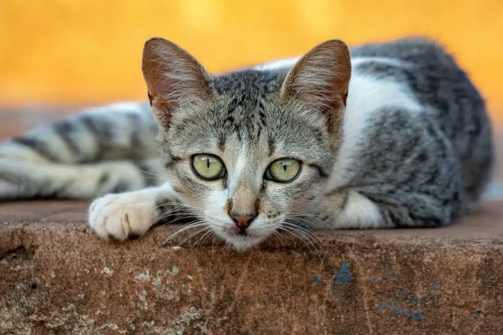 Chat atteint de diarrhée surveillé à la maison
