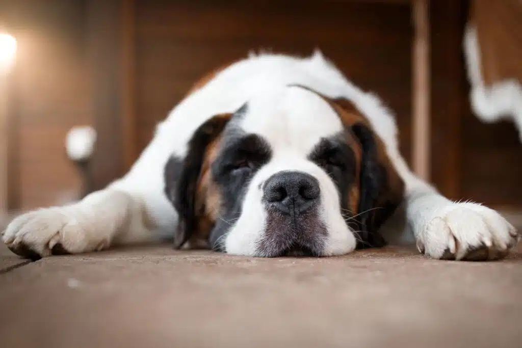 Chien atteint de diarrhée observé par son propriétaire