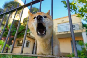 Chien qui aboie dans un jardin