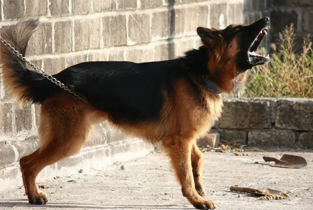 Chien qui aboie Chien en train d'aboyer, gueule ouverte
