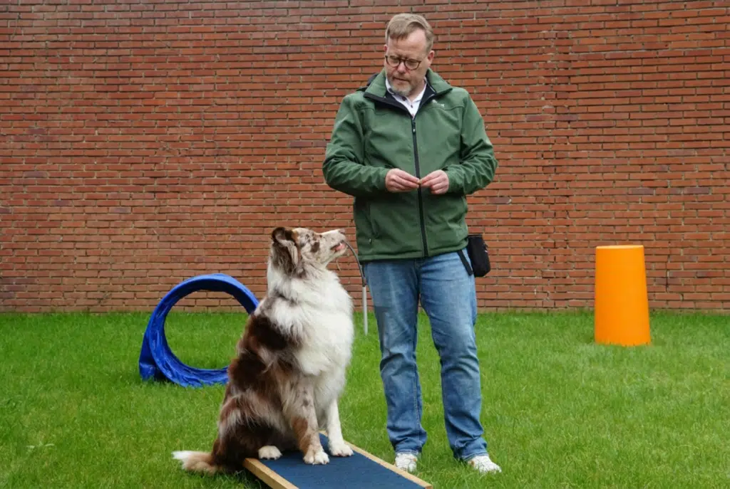 Clicker training avec un chien, éducation positive