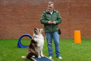 Clicker training avec un chien, éducation positive