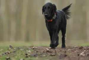 Collier GPS pour chien de chasse sur le terrain
