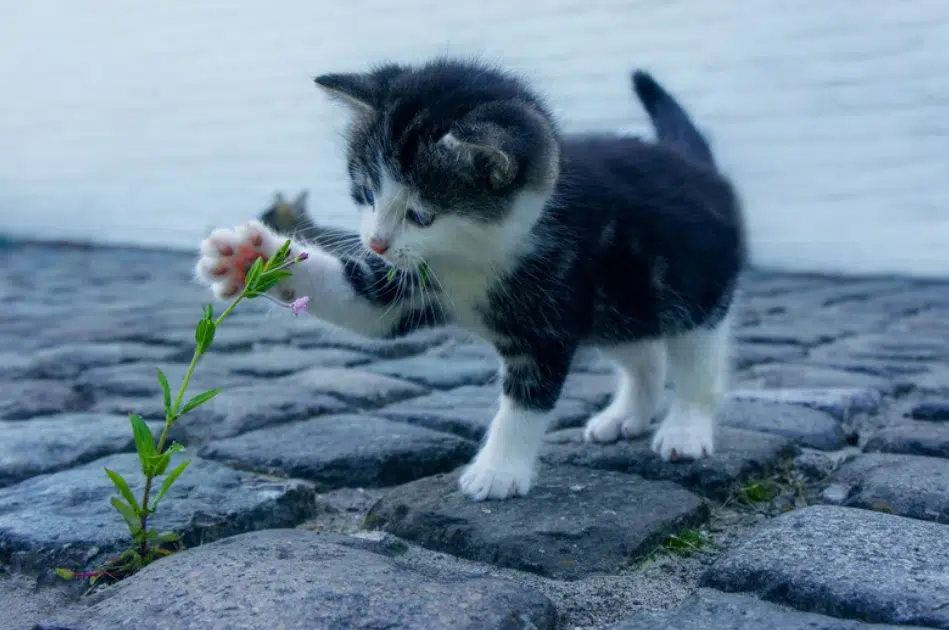 Chaton perdu jouant dehors sur des pavés