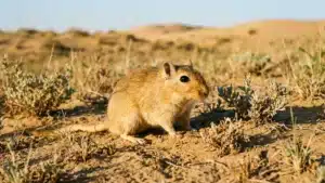 Gerbille de Mongolie aux yeux noirs brillants et pelage doré, posée sur du sable