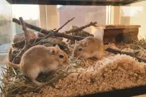 Deux gerbilles de Mongolie au pelage brun sable sur litière naturelle dans un terrarium