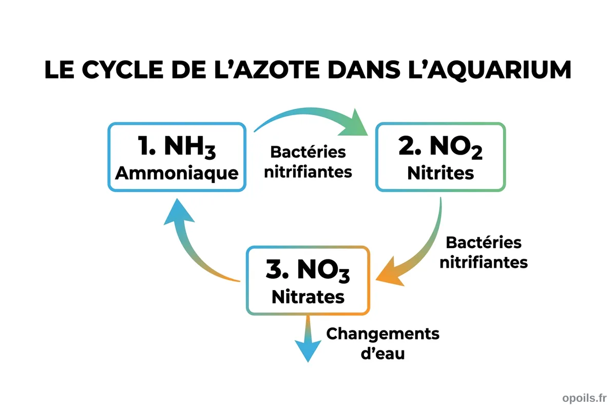 Cycle de l'azote dans un aquarium d'eau douce Schéma du cycle de l'azote dans un aquarium : ammoniaque, nitrites, nitrates, bactéries nitrifiantes