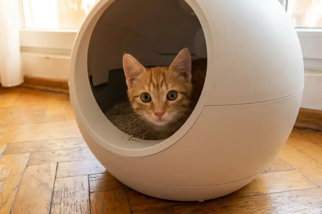 Chaton tigré roux de 3-4 mois assis dans une litière automatique sphérique blanche ouverte, parquet bois, regard curieux