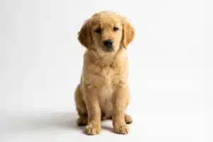Chiot golden retriever assis regardant l'objectif, illustrant le calendrier de vermifugation du chiot